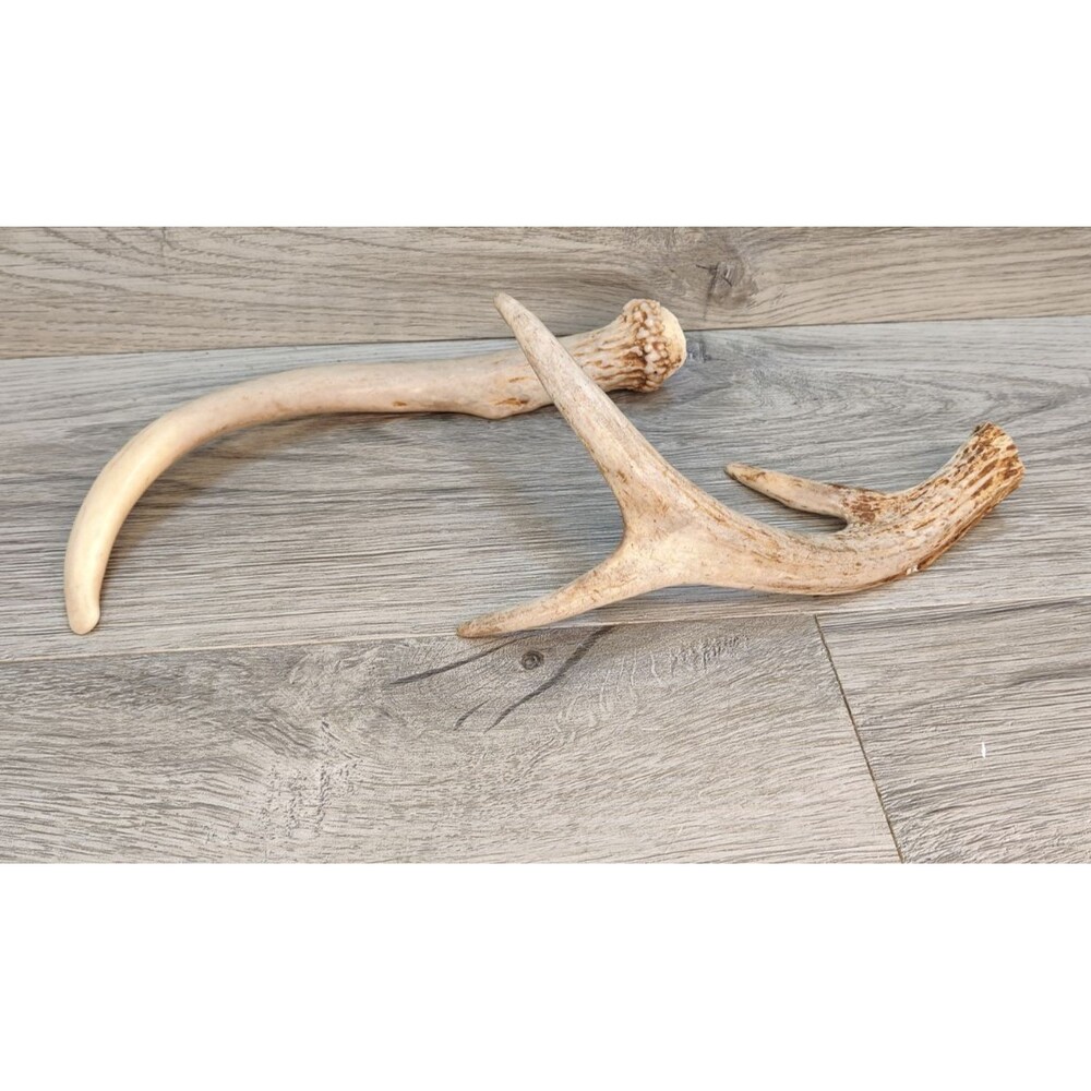 Pair Vintage Whitetail Deer Antlers Real Shed Sheds Crafts Decor